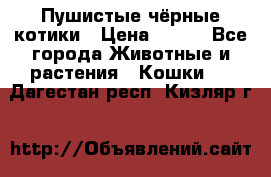 Пушистые чёрные котики › Цена ­ 100 - Все города Животные и растения » Кошки   . Дагестан респ.,Кизляр г.